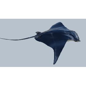 Manta ray rigged and animated for Cinema 4d 3D model